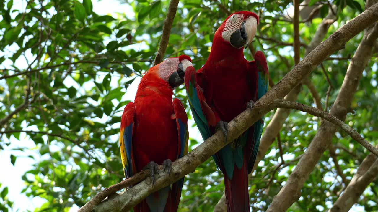 Un'Ara scarlatta (Ara macao) e un'Ara aliverde (Ara chloropterus) appollaiati fianco a fianco su un ramo d'albero, primo piano.