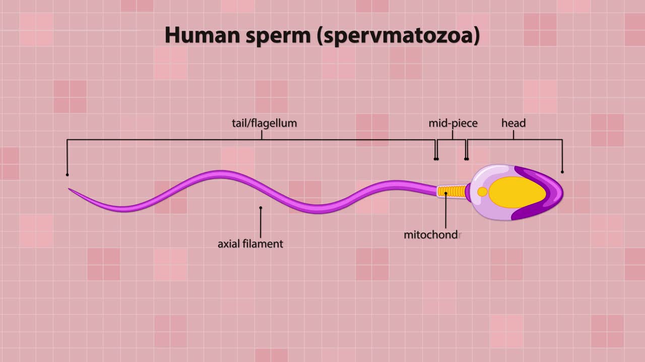 Animated human sperm cell swimming, highlighting labeled anatomy, flagellum motion, and internal structures