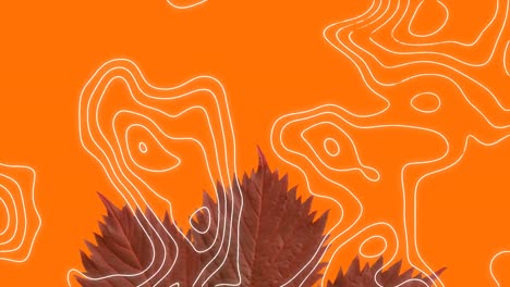 Topography-against-multiple-autumn-maple-leaves-and-copy-space-against-orange-background