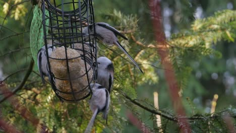 Gruppe-Von-Langschwanzmeisenvögeln,-Die-Meisenknödel-Fressen,-Die-Im-Futterhäuschen-Hängen