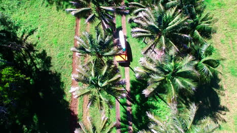 palm trees and yellow jeep with surfboards on a sunny norfolk island day