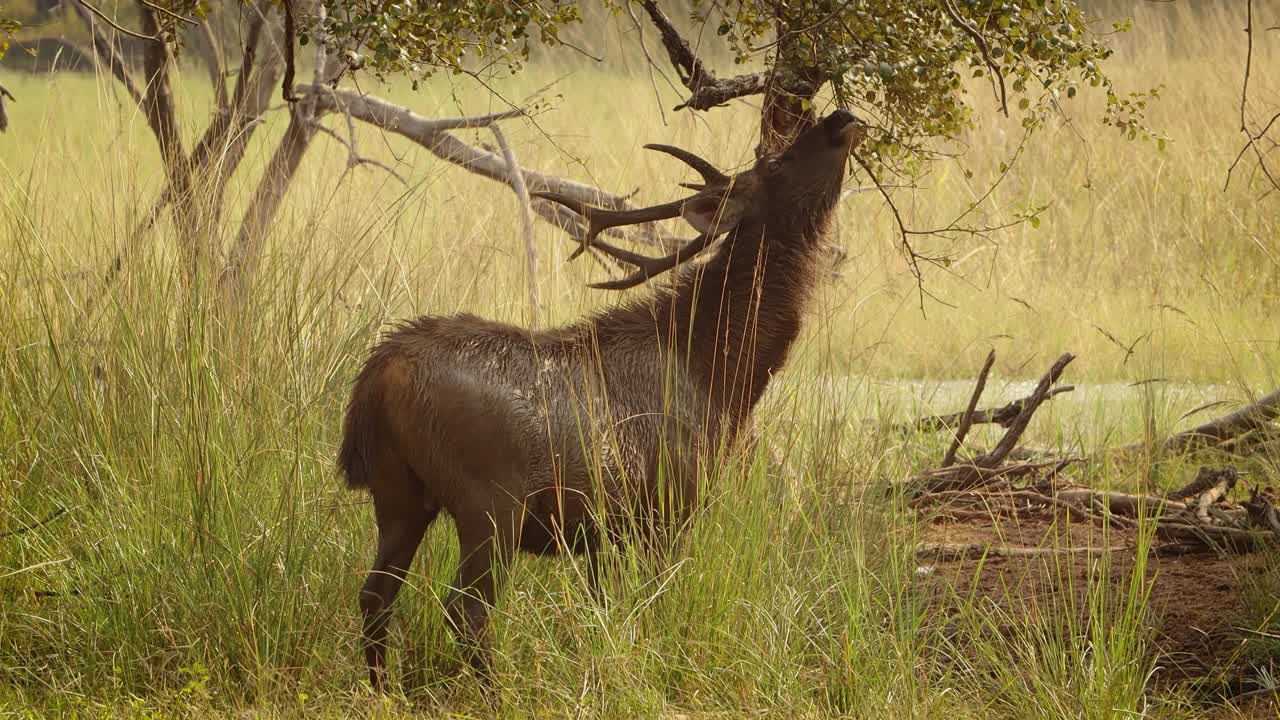 sambar rusa unicolor es un gran ciervo nativo del subcontinente indio, el sur de china y el sureste de asia que está catalogado como una especie vulnerable. parque nacional de ranthambore sawai madhopur rajasthan india