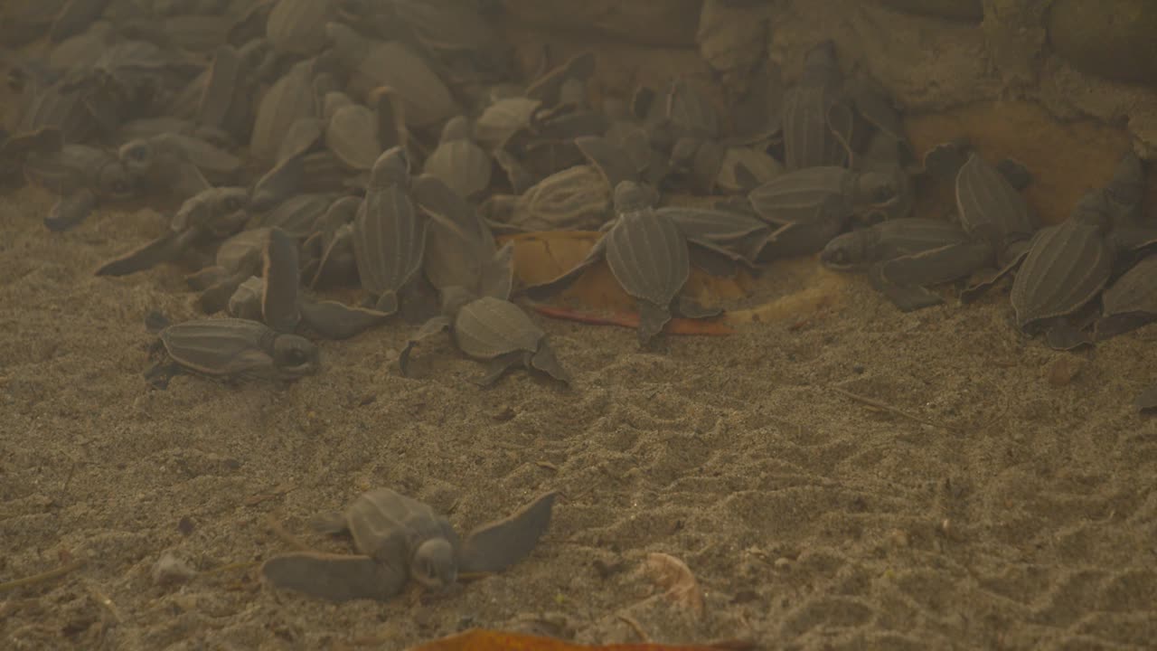 тринидад является вторым по величине местом гнездования кожаных спин в мире