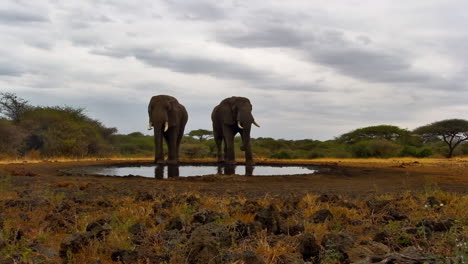two majestic elephants drink from a watering hole in the african savanna
