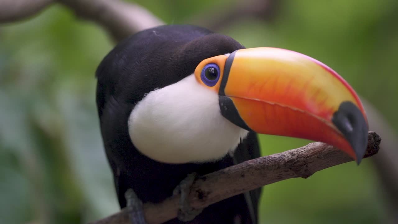 Close-up portátil acompanhando um tucano-toco curioso observando o ambiente, em pé num galho na natureza