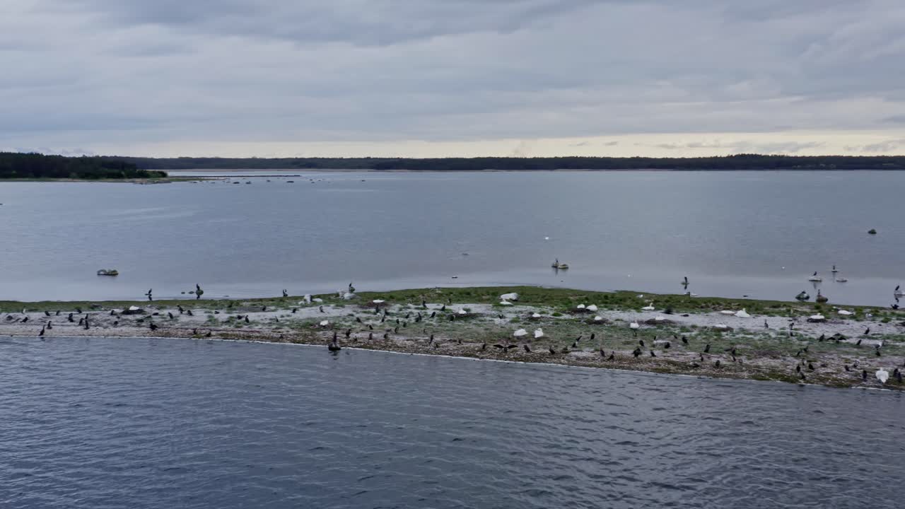 Different birds nesting on a small islet