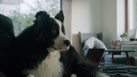 medium shot of a dog chilling on a couch indoors, typical living room stuff in the background