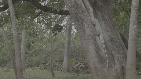 iguana standing in a tree