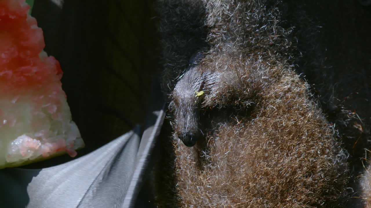 나무에 거꾸로 매달려 있는 수컷 큰 날여우박쥐의 외부 생식기 - 클로즈업