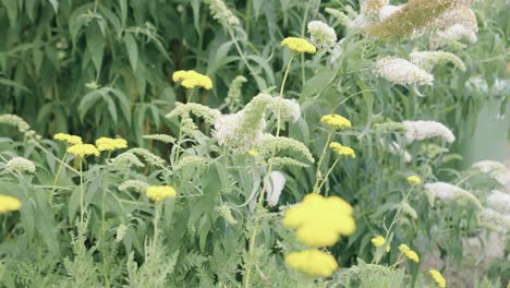 yellow dandelions among shrubs and weeds