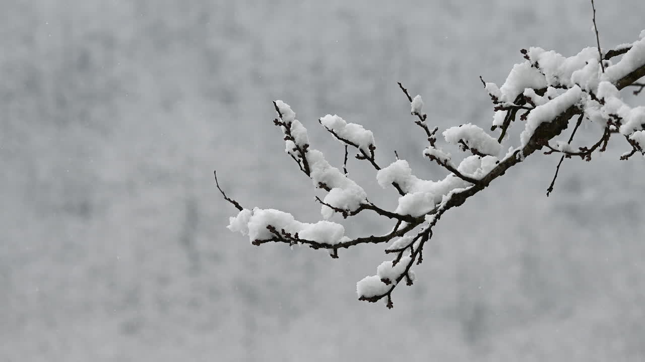 Snowy branch with a blurred winter backdrop