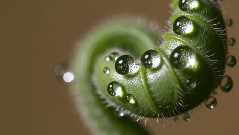 fern with water droplets