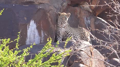 un leopardo mira hacia abajo desde una percha en un acantilado rocoso en un safari en la sabana africana en namibia