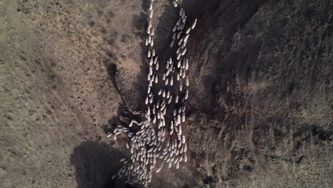 vista de pájaro de un gran rebaño de ovejas blancas caminando durante el día en el campo