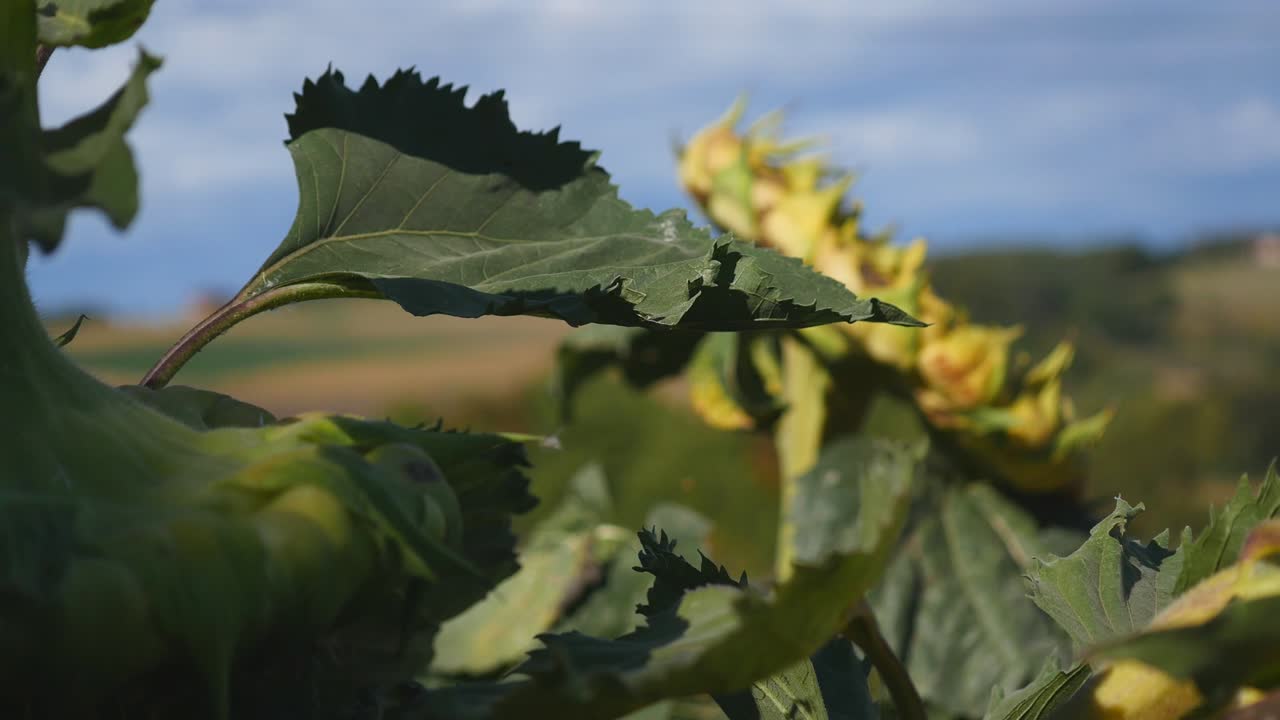 태양꽃, 태양꽃 클로즈업