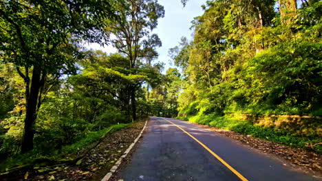 pov shot of driving through a road with lush greenery during daytime.
