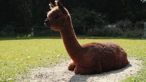 4k uhd footage of alpaca - alpacas and lama - lamas in natural surroundings