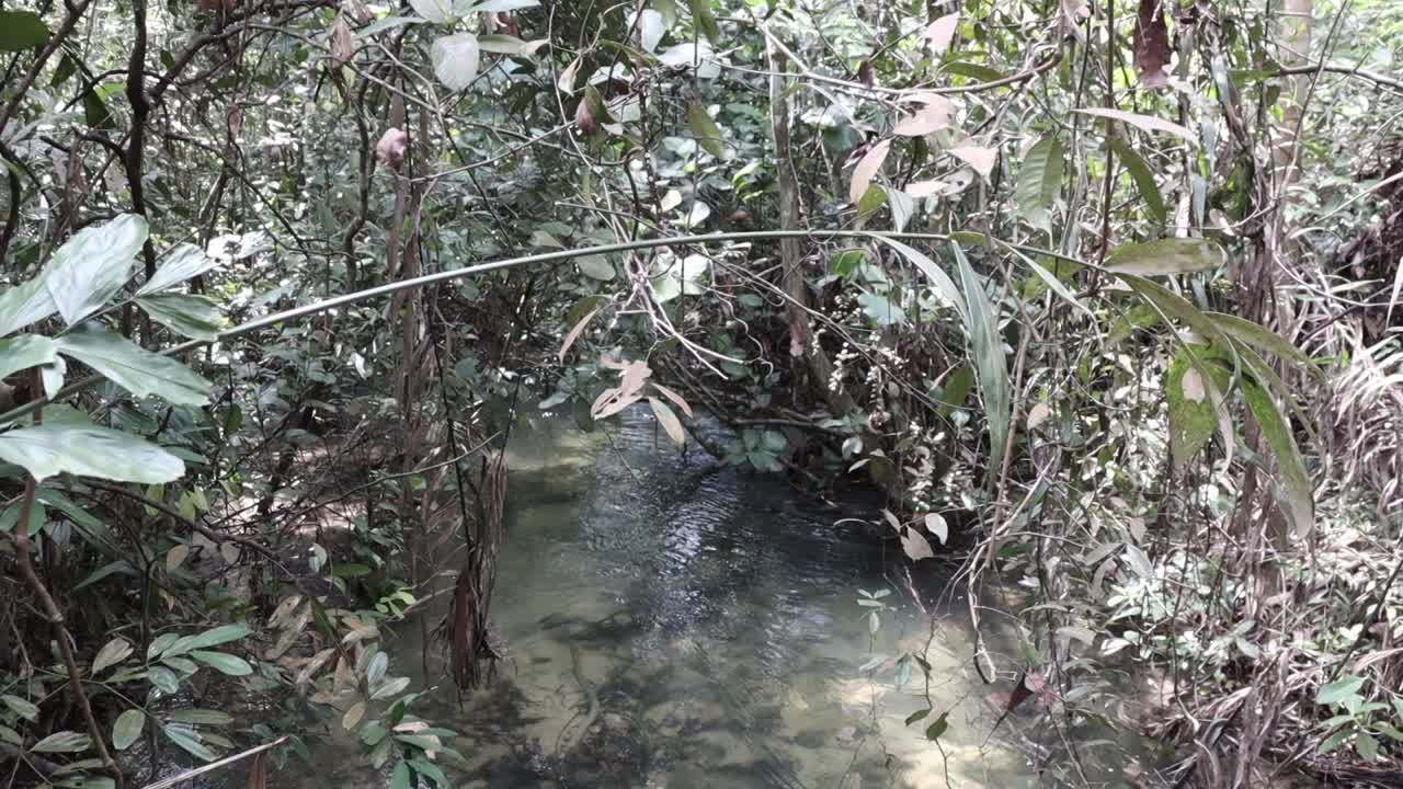 un pequeño río que atraviesa una jungla