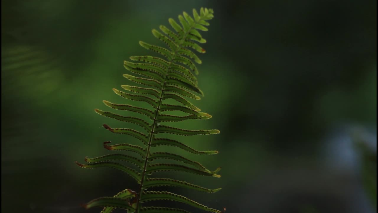primer plano de una hoja de helecho