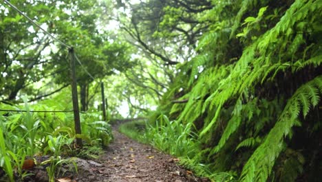 sendero de la selva a través de un bosque verde y exuberante