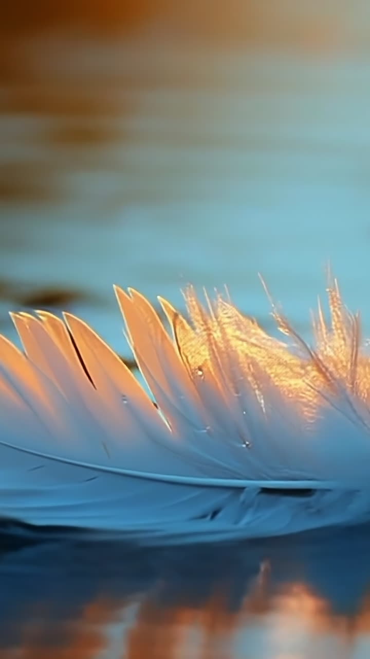 Soft feather floating on serene water. A delicate white feather drifts gently on calm water, illuminated by warm light during sunset.
