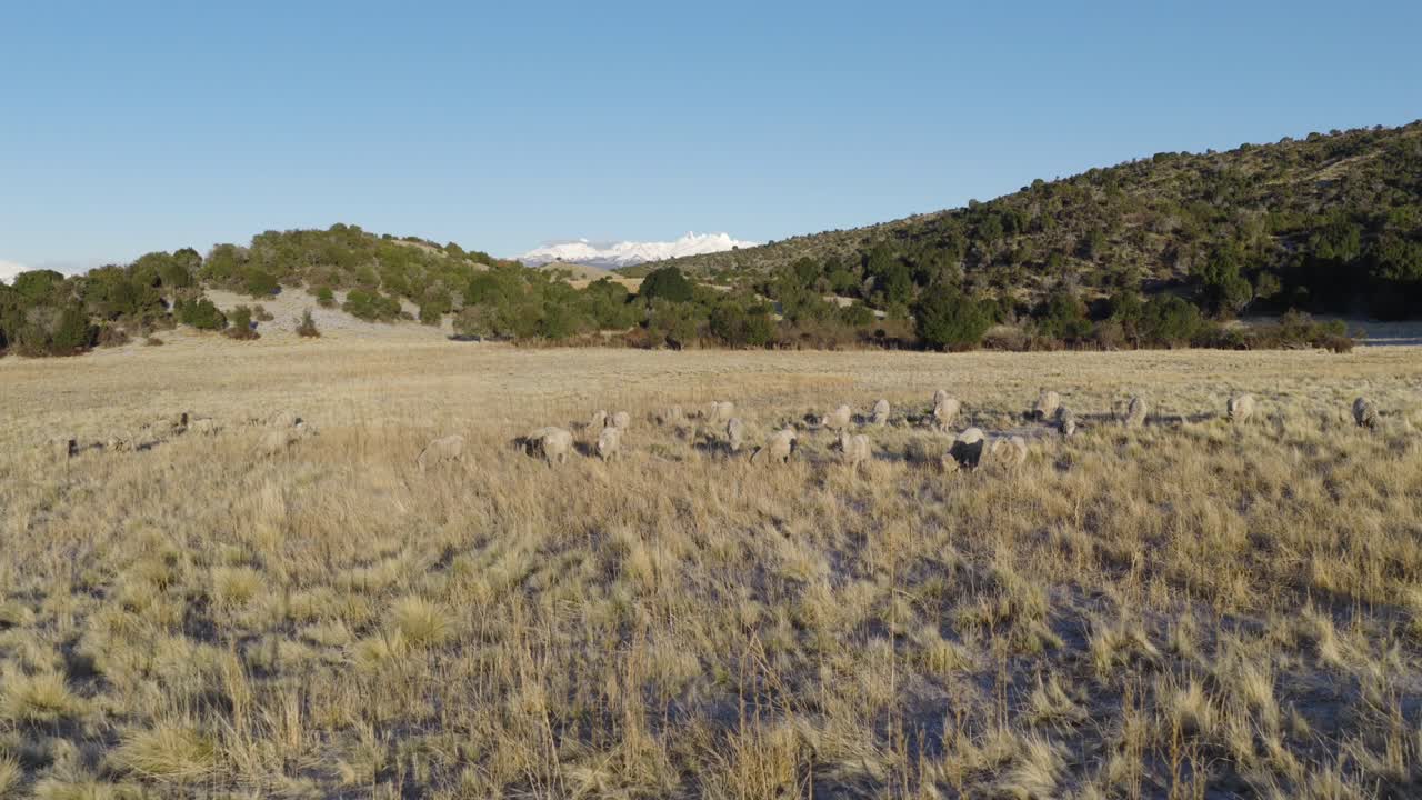 Sheep graze in a dry Patagonian field near ancient stones, with snowy Andes in the distance—evoking the legacy of cordero patagónico and the region’s prized merino wool traditions