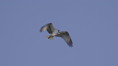 osprey hovering against blue sky, looking for prey down in water