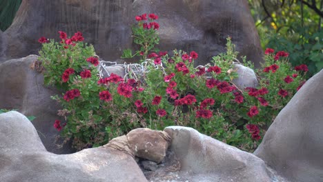 Hermosas-Flores-Rojas-Hd-4k