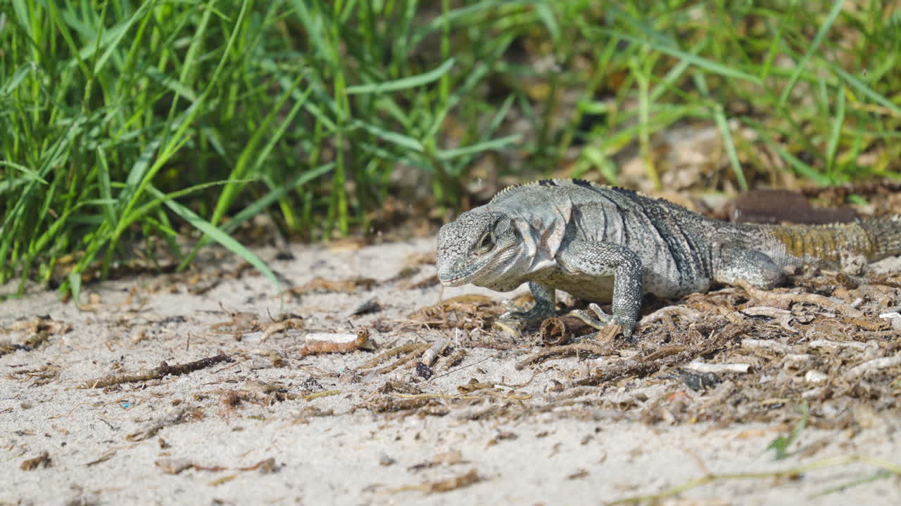 Iguana Feeding and Eating Sand Fleas on Beach 3