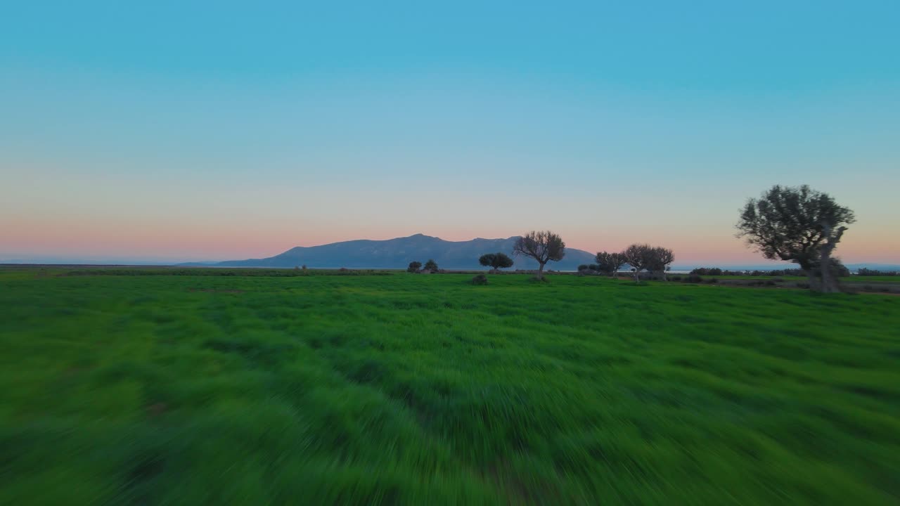 A tranquil scene captures a lone tree standing majestic in a wide, open field, with rolling hills in the background and a soft, dusky sky, evoking peace and natural beauty.