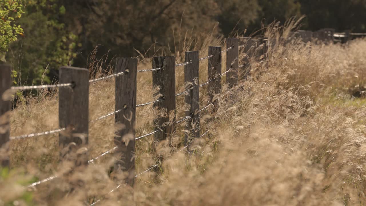시골, 가시 와이어 울타리  ⁇ 에서 바람에 불고 있는 긴 잔디