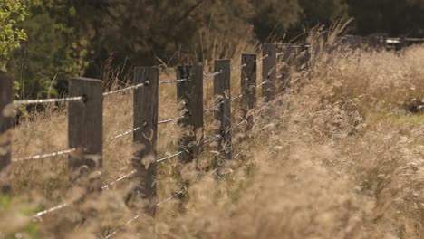 Long-grass-blowing-in-the-wind-alongside-a-rustic,-barbed-wire-fence