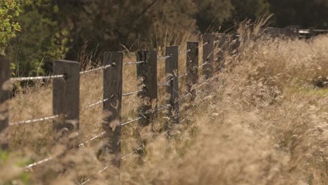 lang gras dat in de wind waait langs een rustiek, prikkeldraad hek