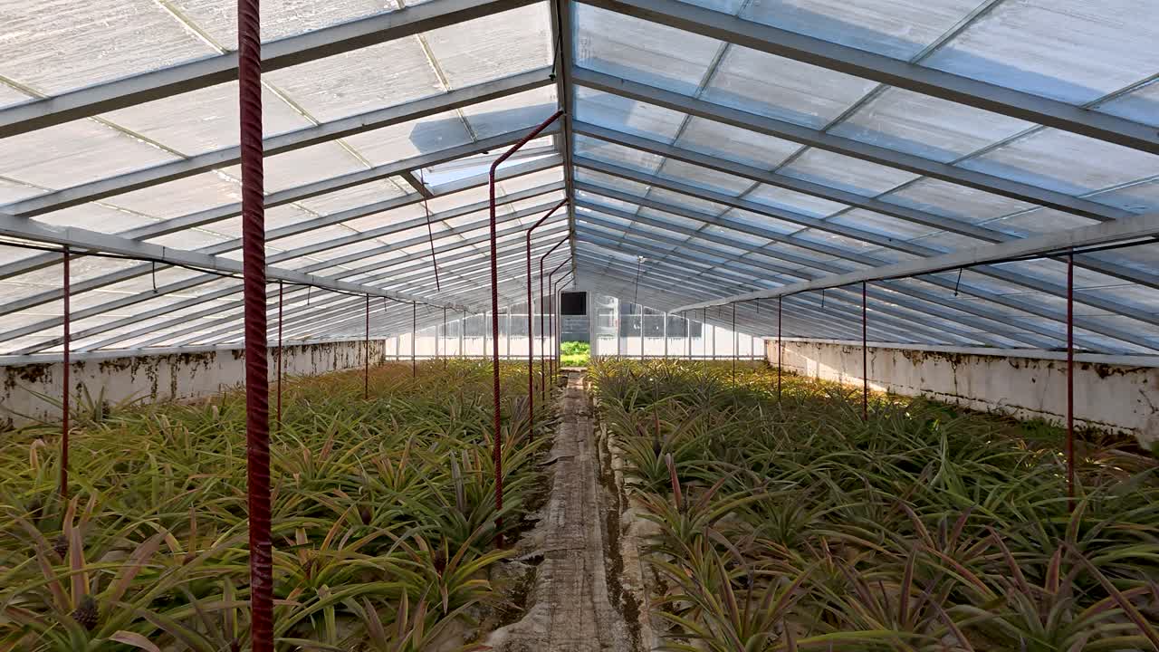 Fast forward dolly in big greenhouse where pineapple plants are cultivated