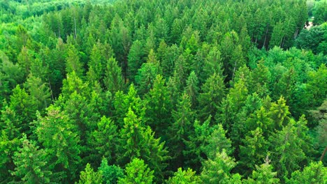 eagle eye view aerial shot of lush green forest 4k