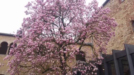 un árbol de magnolia de flor rosa se encuentra en un patio
