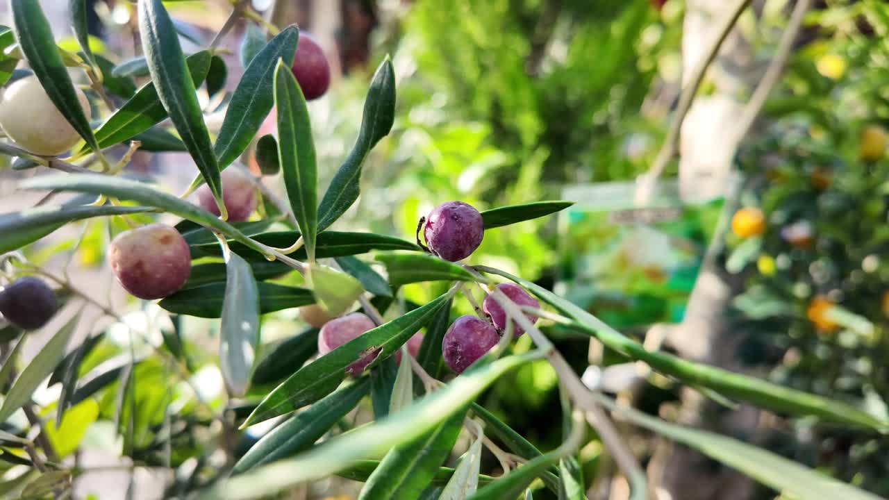 Primo piano di olive in maturazione sul ramo di un albero di ulivo