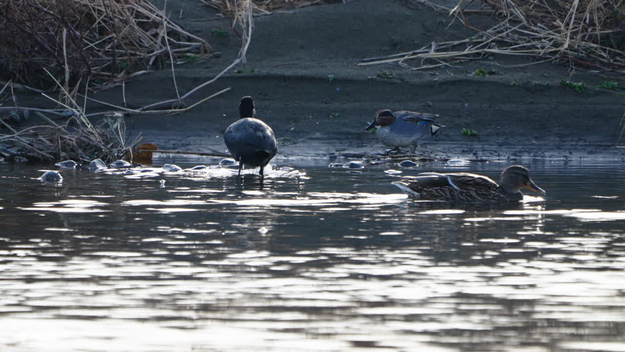 focha euroasiática comiendo algas marinas y patos nadando en el río futakotamagawa en tokio, japón - tiro estático