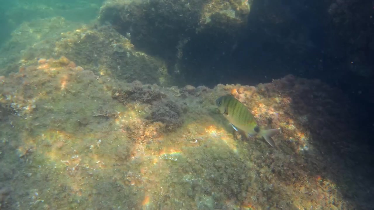 Fish swimming over a rocky underwater seabed with marine flora and natural sun rays penetrating the clear ocean water