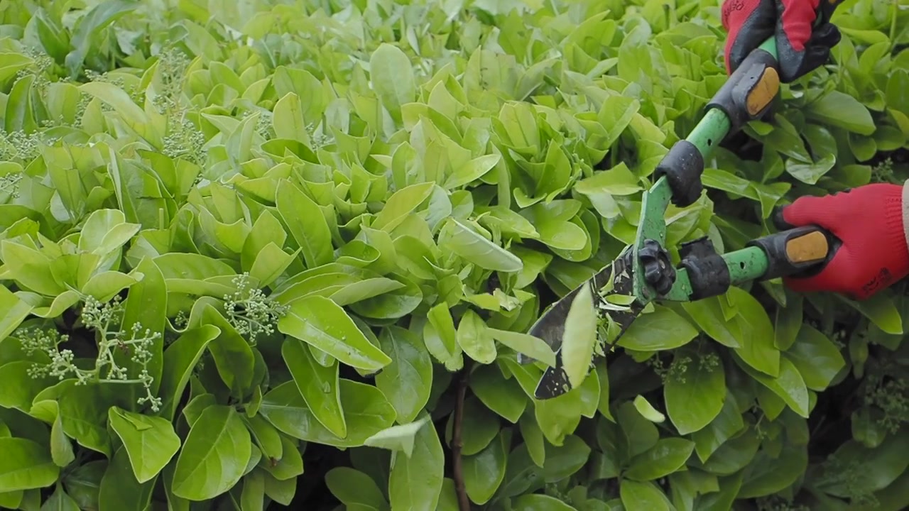 Primo piano di mani che potano una siepe verde con le cesoie