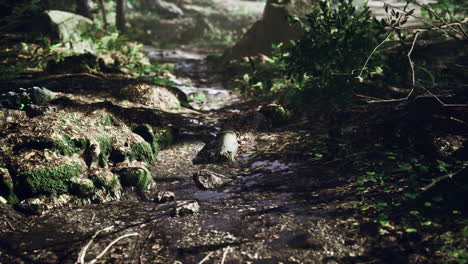 small creek runs through a wide valley full of fallen leaves