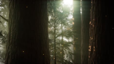 wild pine forest at sunrise