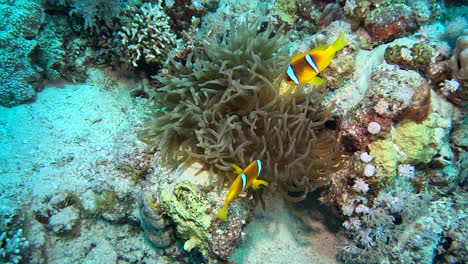 Clown-fish-playing-in-anemone