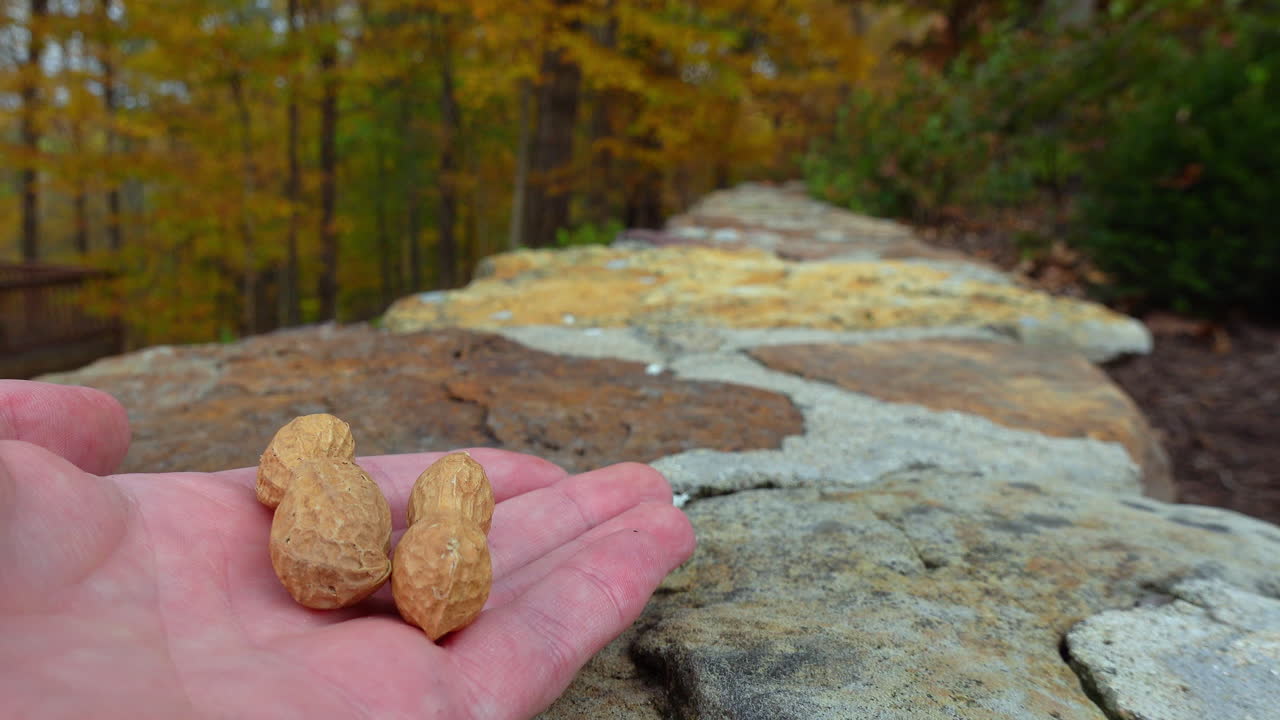 귀여운 다람에게 땅콩을 먹이는 손의 가까운