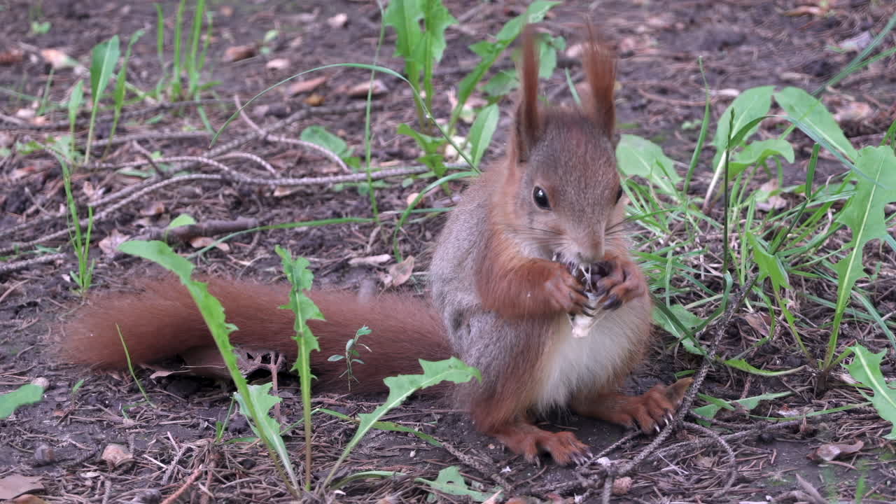 Close up of a brown squirrel eating in the park