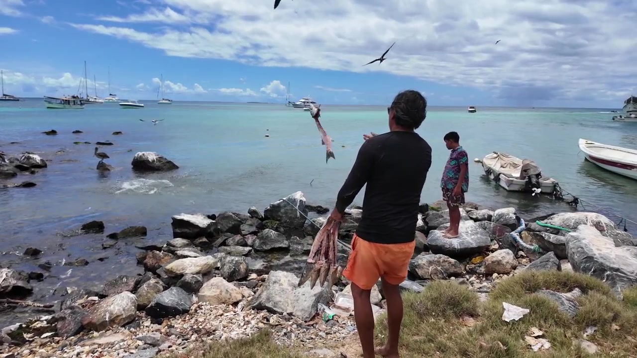 Lavoratore locale su una costa rocciosa tropicale che nutre fregate e gabbiani selvatici con rifiuti organici in una giornata di sole, isola caraibica