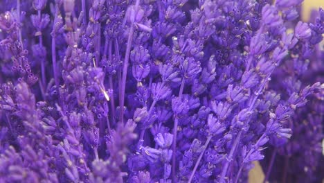 primer plano de un ramo de lavanda seca
