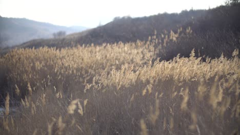 dried grass in the wind on late winter at camp