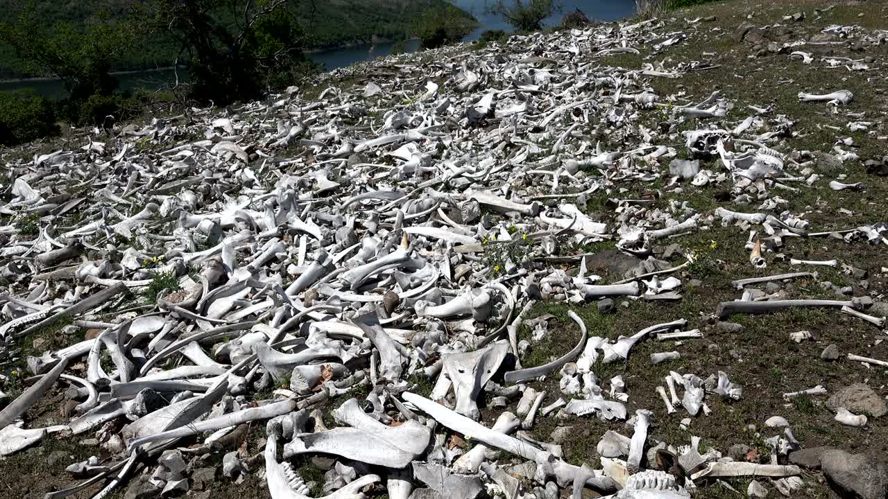 해가 지면 숲속의 야생 말들