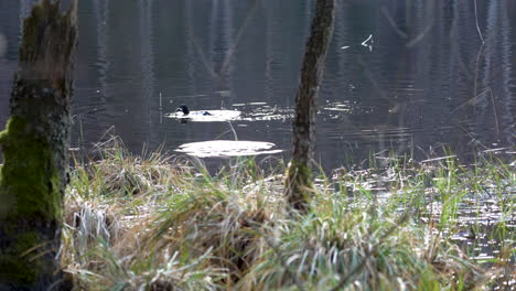 two water birds dives into the depths of calm lake and resurfaces